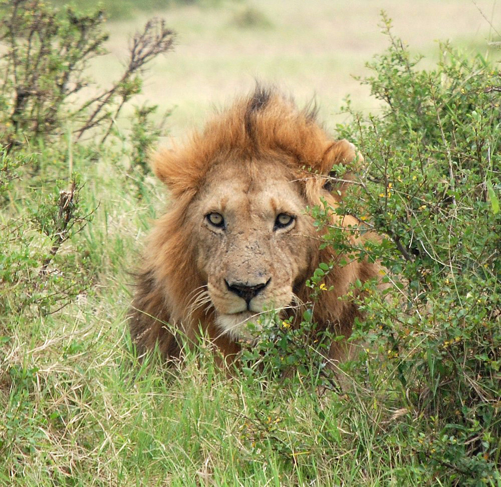 Lion by Duncan JD Smith.