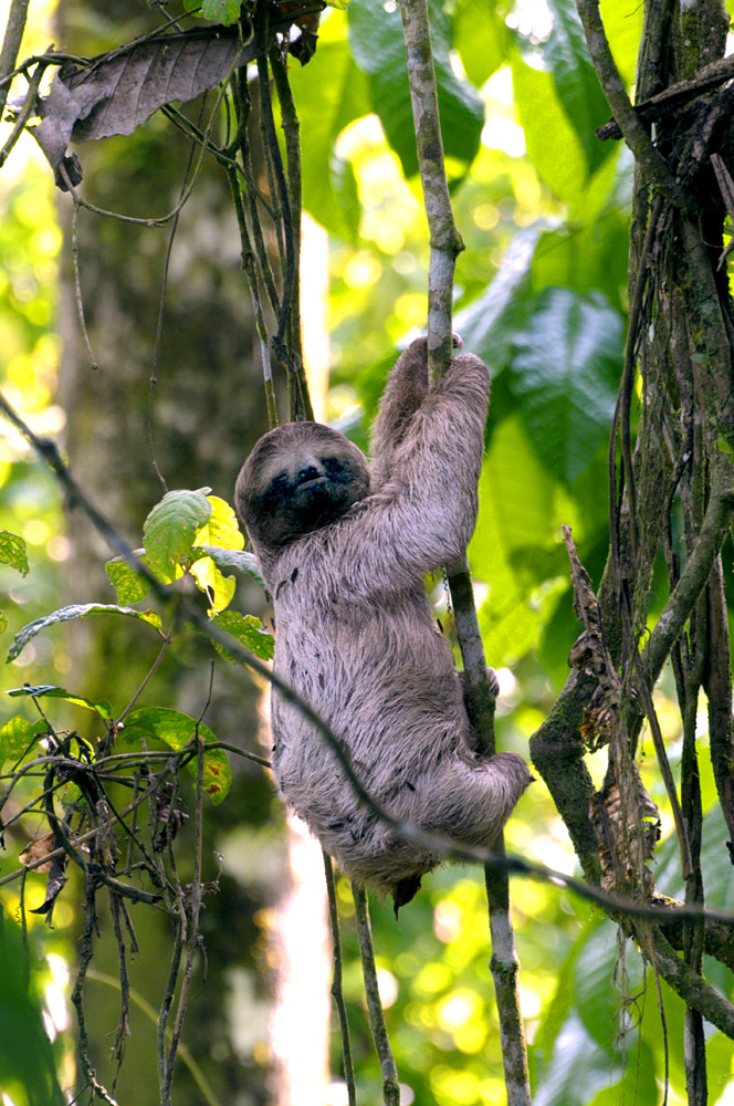 Sloth by Jeremy Hoare.