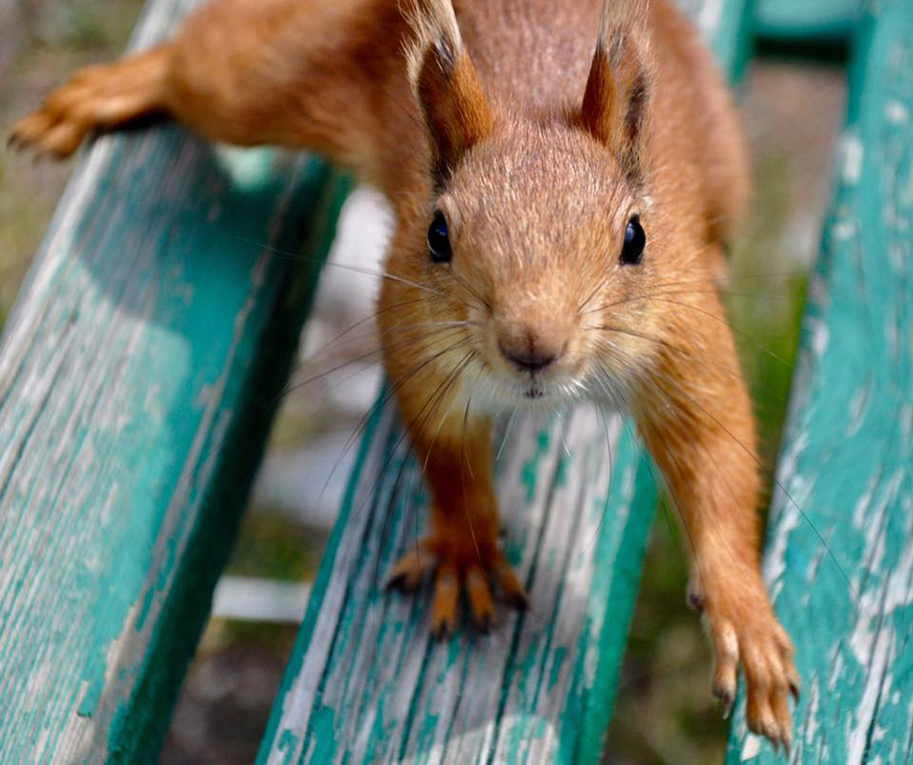 Red squirrel by Julia Hammond.