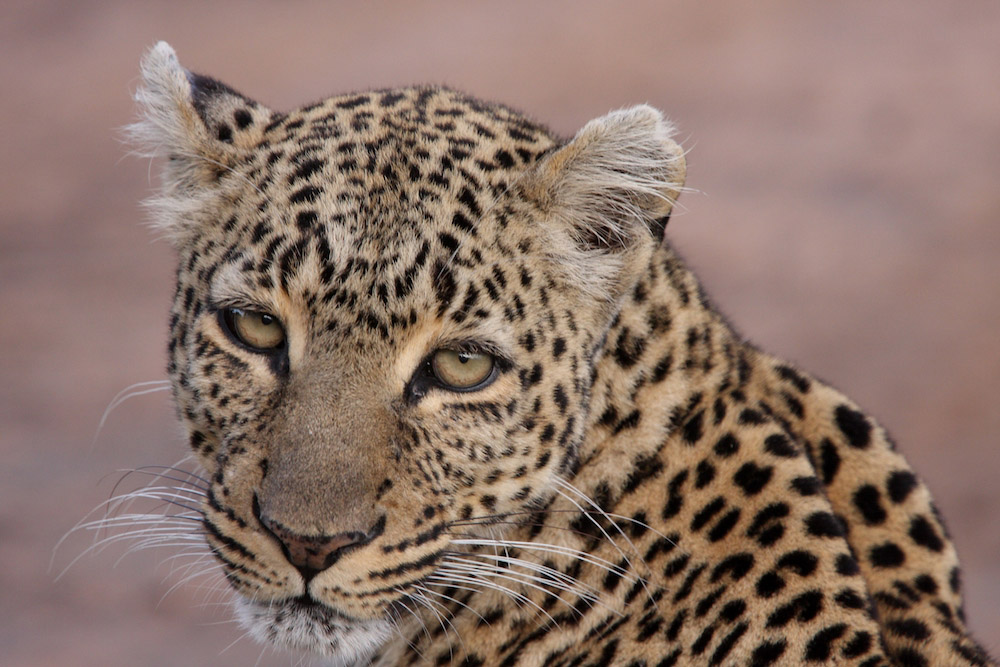 Leopard by Peter Ellegard.