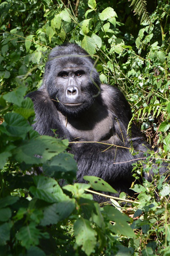 Silverback gorilla by Petra Shepherd.