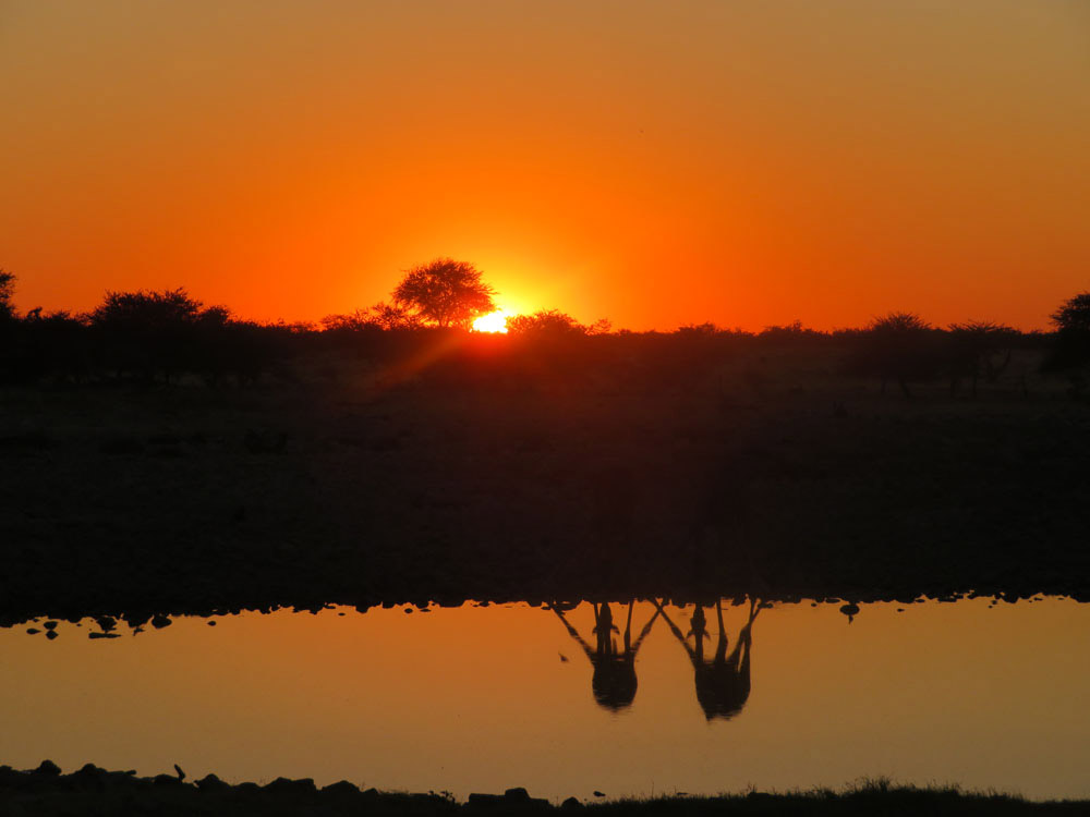 Giraffes by Solange Hando.