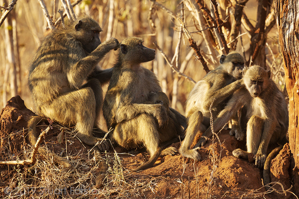 Baboons by Stuart Forster.