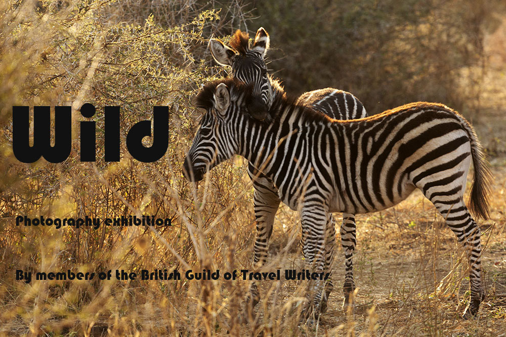 Zebras in Victoria Falls National Park in Zimbabwe