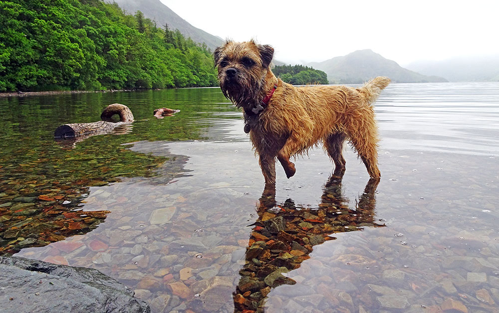 Bill Birkett photographed a border terrier in the Lake District.