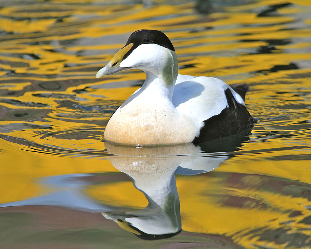 Mike Unwin photographed a drake eider duck swims through the reflections of fishing boats in Stykkishélmur harbour, western Iceland