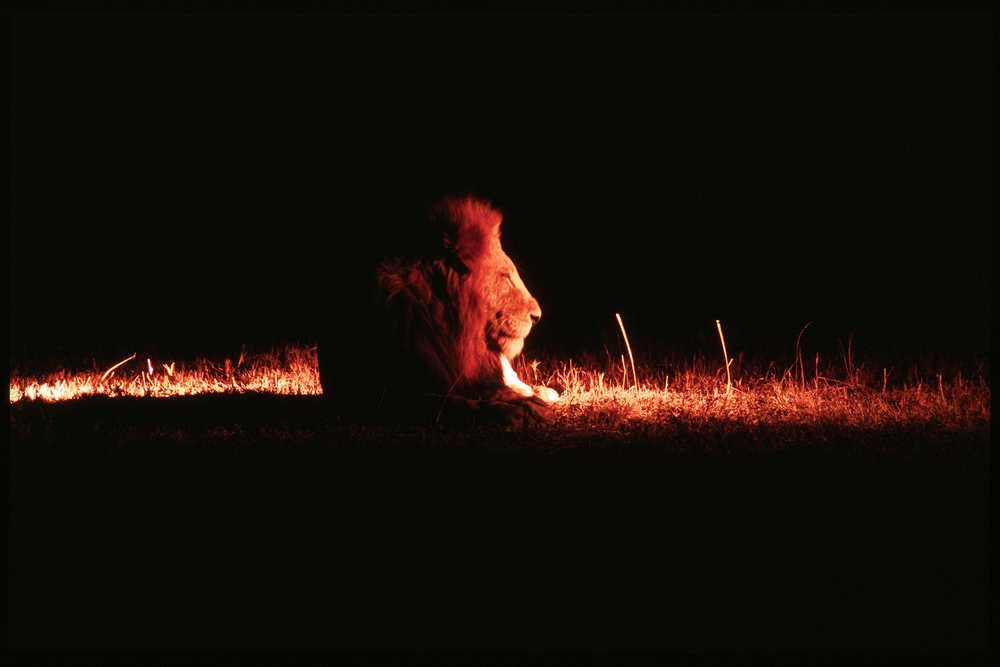 Lion in Botswana by Dave Saunders.