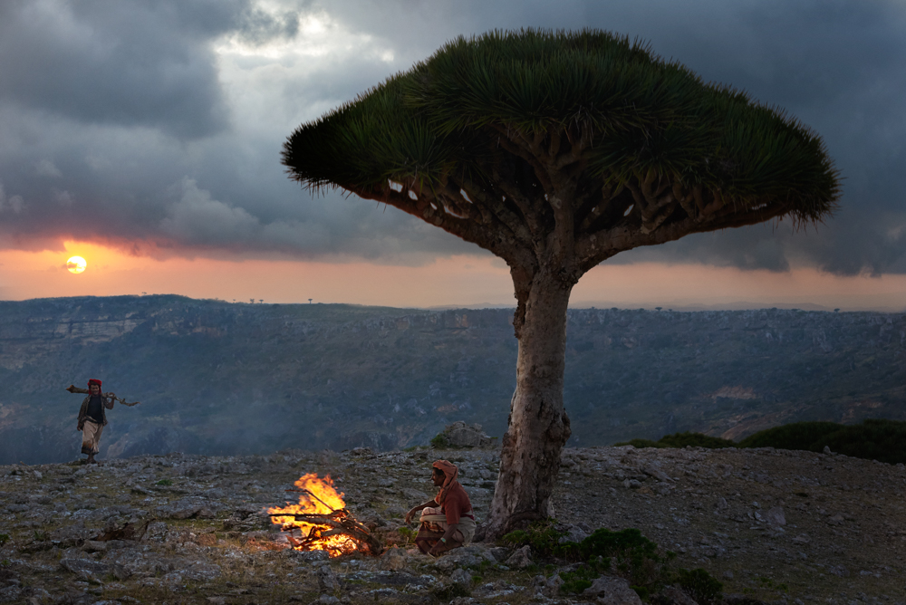 Bedouin under a dragon’s blood trees on Socotra by Simon Urwin