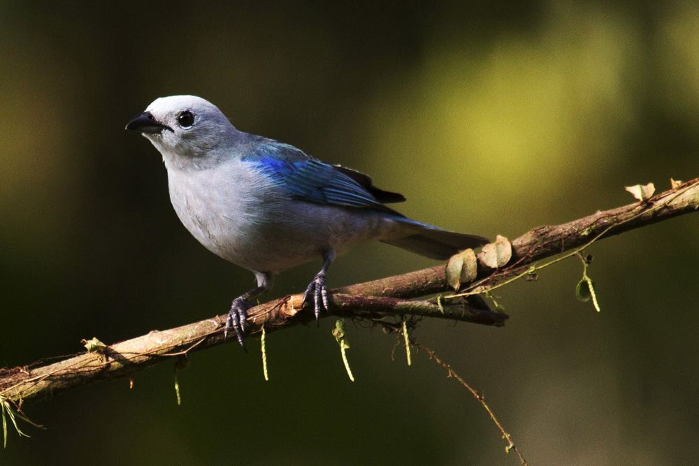 A bird in Costa Rica