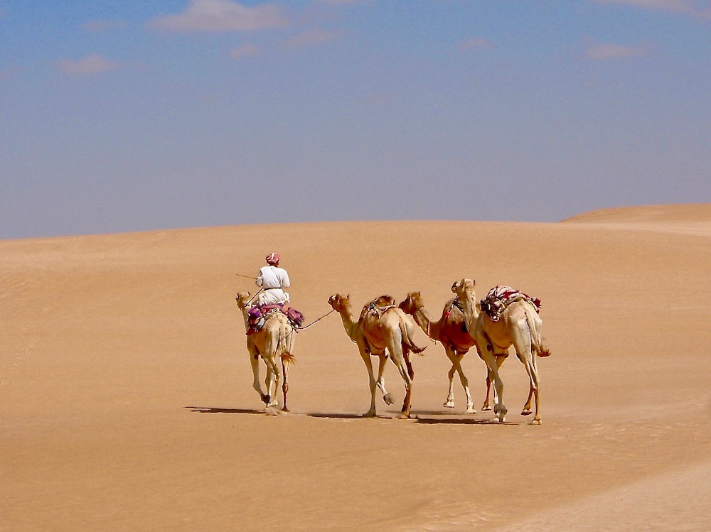 Camels crossing Oman's Wahiba Sands by Richard Villar.