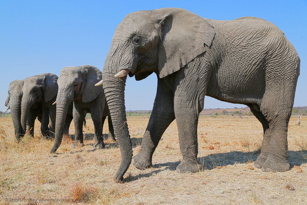 African elephants in Zimbabwe illustrating a post about Guild member portfolios
