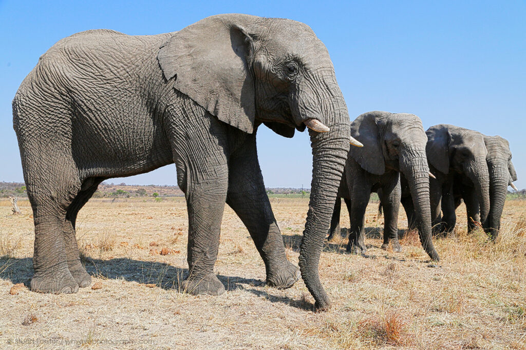 Elephants in Zimbabwe.