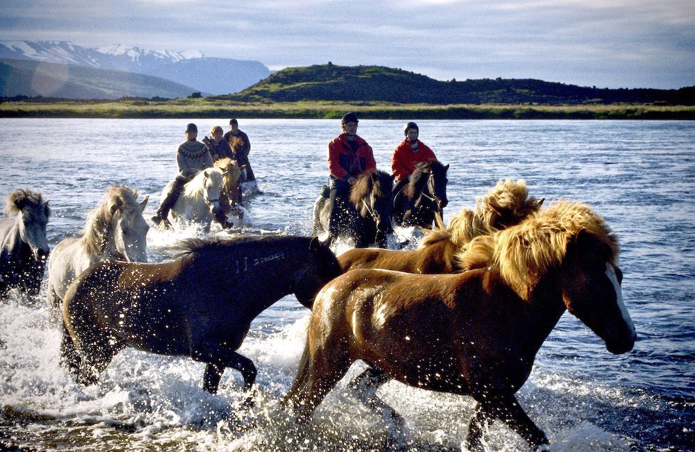 Icelandic horses lead riders, both walking and at times swimming, across the fast flowing Laxa River in Iceland