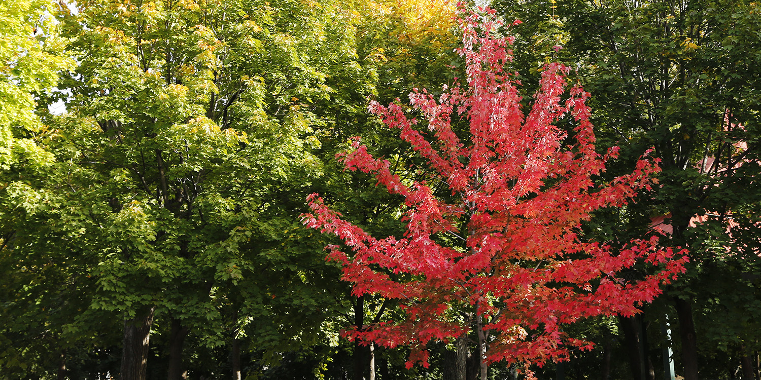Red tree illustrating the British Guild of Travel Writers' affordable gift guide for travellers.