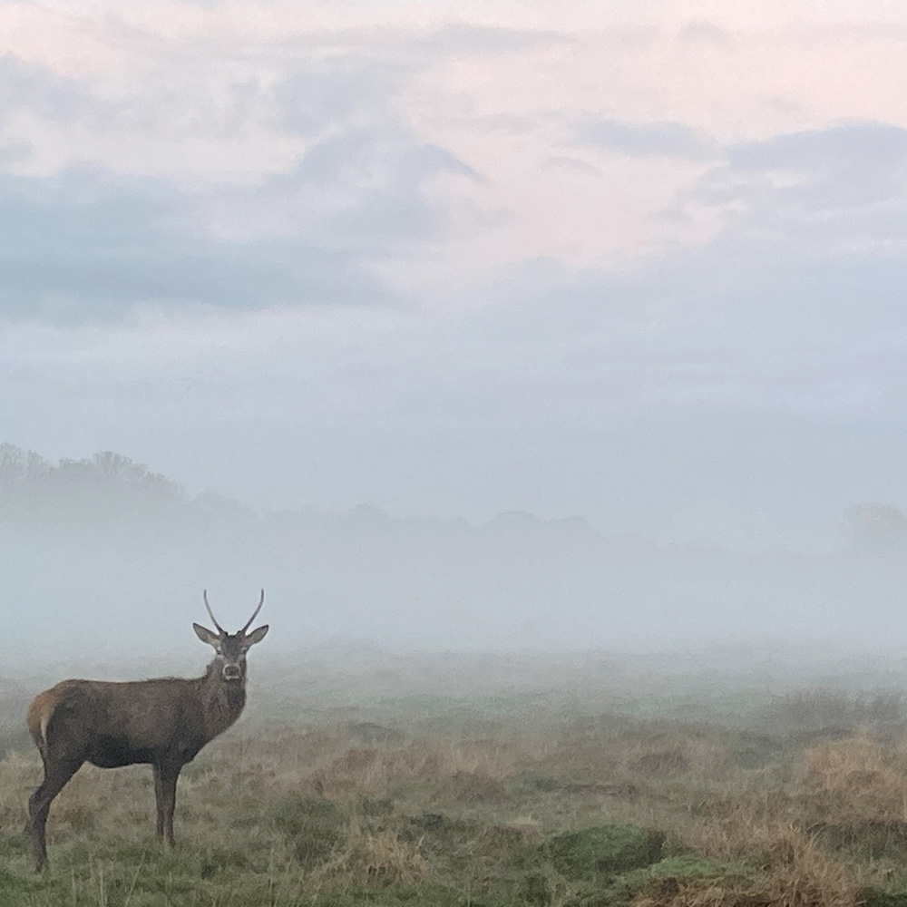 Sarah Tucker's photo of a stag