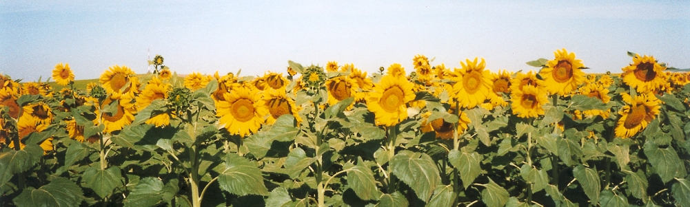 User banner image